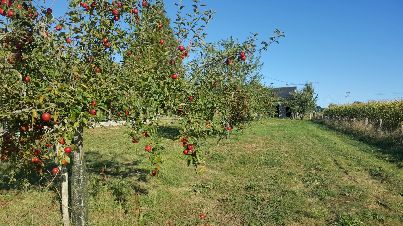 Corps de ferme - Photo 4 - Ernée
