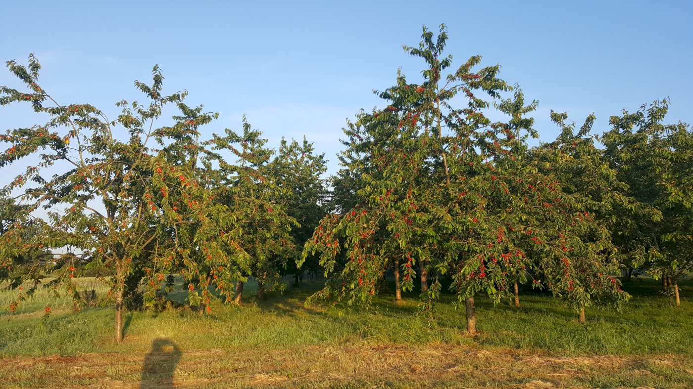 Corps de ferme - Photo 8 - Ernée